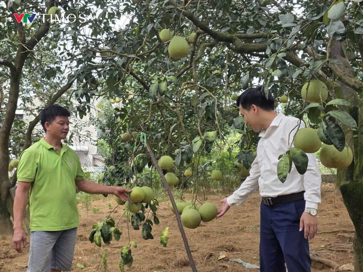 Loại quả đặc sản tiến Vua gây sốt với giá 160.000 đồng/quả - Ảnh 5.