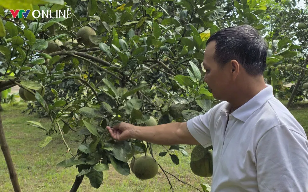 Bưởi sửu có từ cách đây khoảng hơn 200 năm về trước.