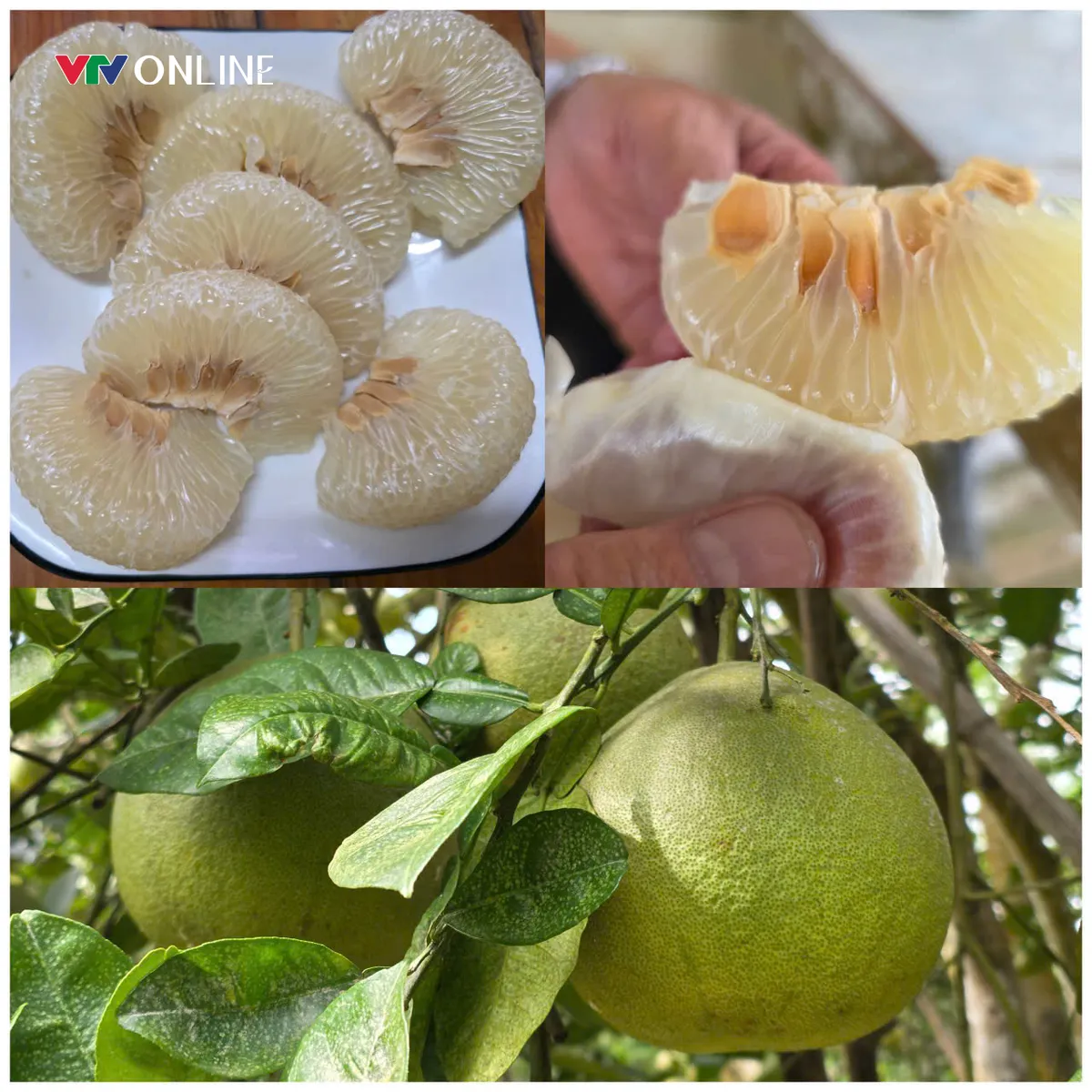 Loại quả đặc sản tiến Vua gây sốt với giá 160.000 đồng/quả - Ảnh 3.