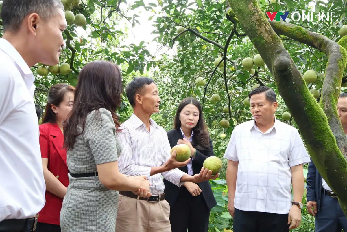 Loại quả đặc sản tiến Vua gây sốt với giá 160.000 đồng/quả - Ảnh 6.