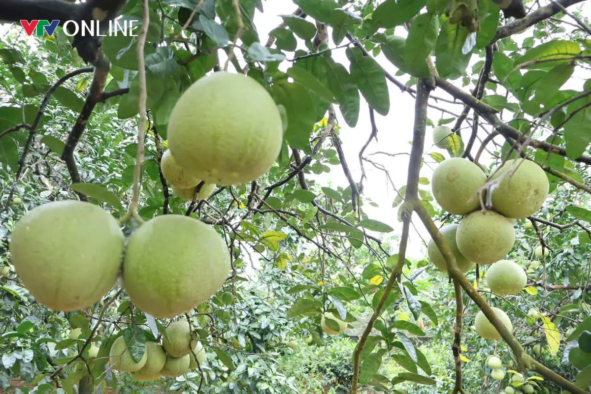 Loại quả đặc sản tiến Vua gây sốt với giá 160.000 đồng/quả - Ảnh 7.