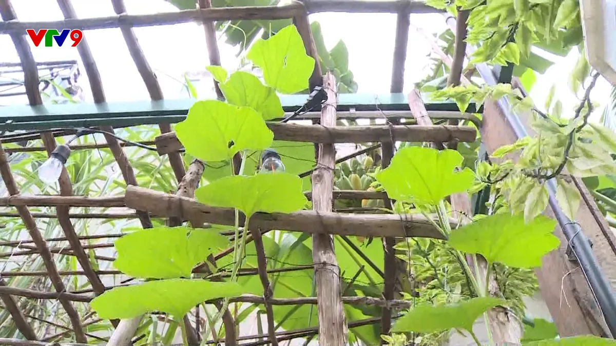 Ấn tượng Phương Nam: Một thoáng miền tây giữa lòng thành phố