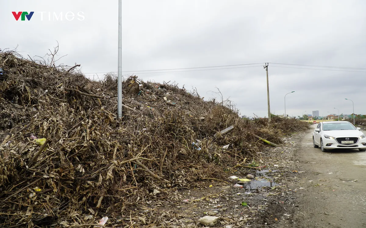 Lượng lớn thân, cành cây đã được tập kết dọc hai bên đường D3, kéo dài gần hết tuyến. 