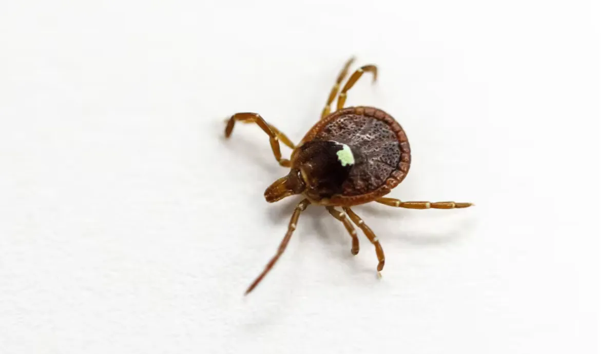 Mỹ ghi nhận ca tử vong đầu tiên liên quan đến dị ứng thịt đỏ do ve cắn- Ảnh 1.