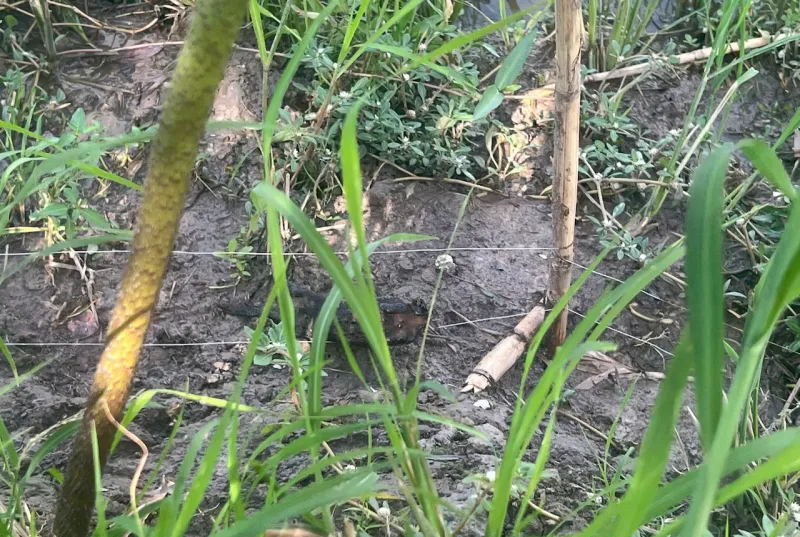 Giăng bẫy chuột bằng điện khiến hàng xóm tử vong- Ảnh 1.