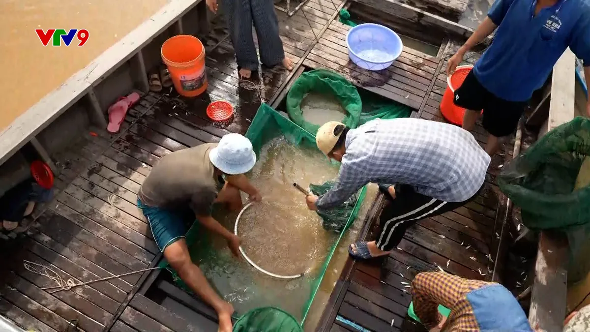 Đi tìm những phiên chợ cá xưa