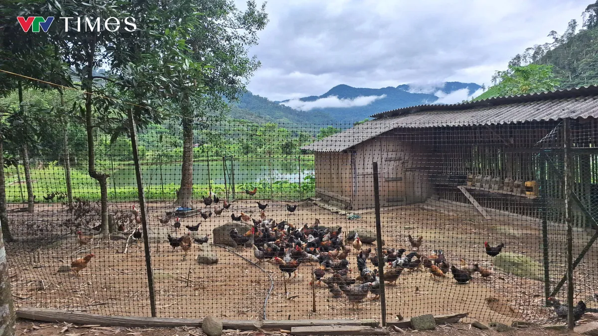 &ldquo;Vua&rdquo; g&agrave; bản địa x&atilde; Quế Phong - Ảnh 2.