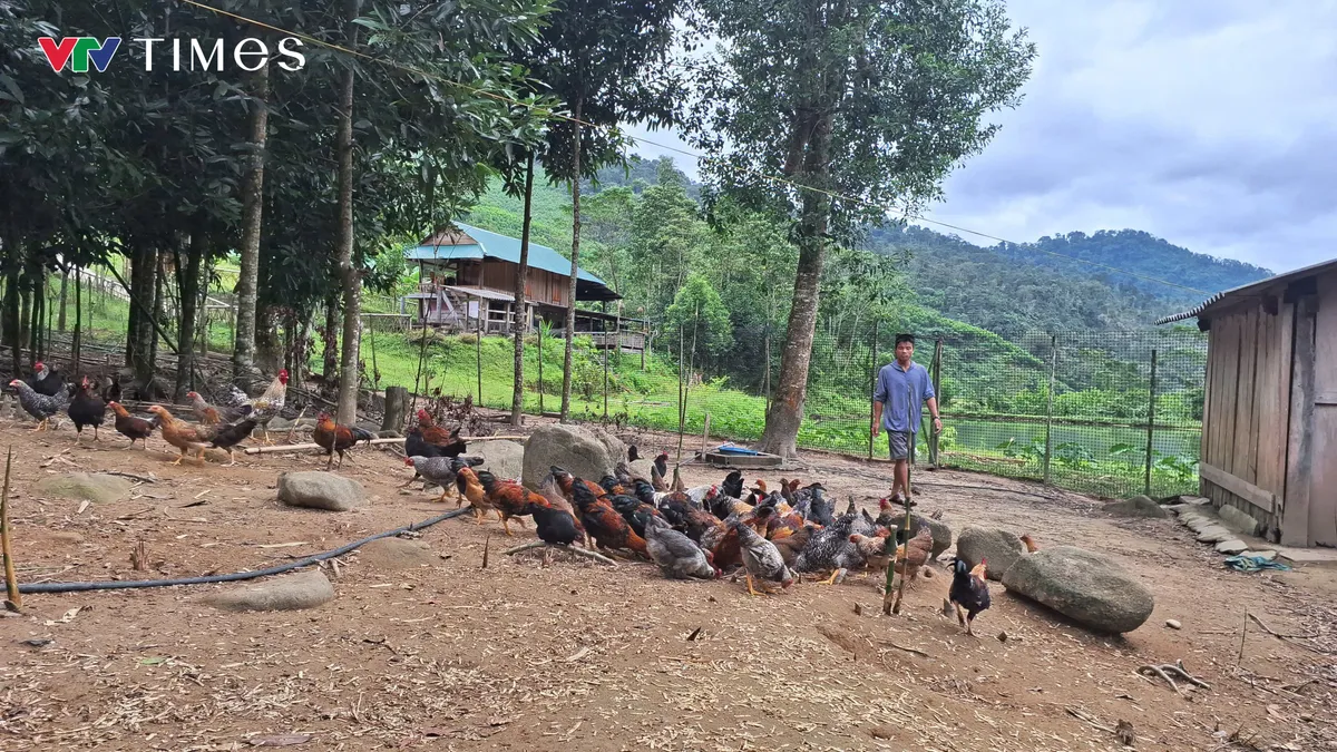 &ldquo;Vua&rdquo; g&agrave; bản địa x&atilde; Quế Phong - Ảnh 3.