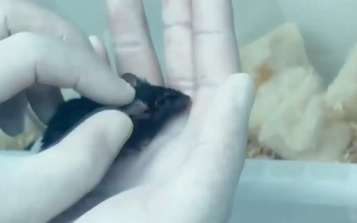 (Ảnh chụp màn hình)