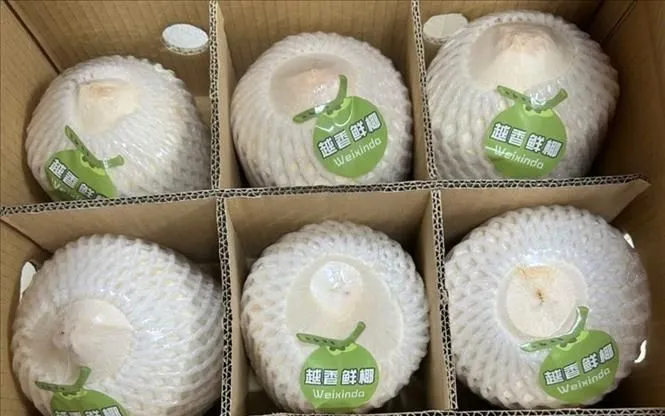 Giá dừa giảm mạnh, nhiều nhà vườn gặp khó