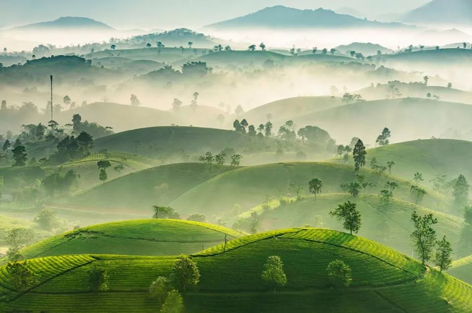 Sắc thu Long Cốc: Bức tranh bình yên giữa đồi chè xứ Phú Thọ- Ảnh 1.