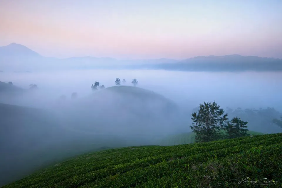 Sắc thu Long Cốc: Bức tranh bình yên giữa đồi chè xứ Phú Thọ- Ảnh 2.