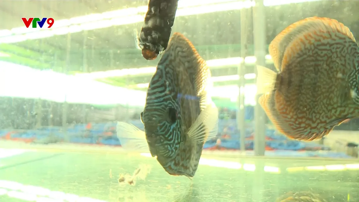 TP. Hồ Chí Minh: Nuôi cá cảnh hiệu quả kinh tế cao