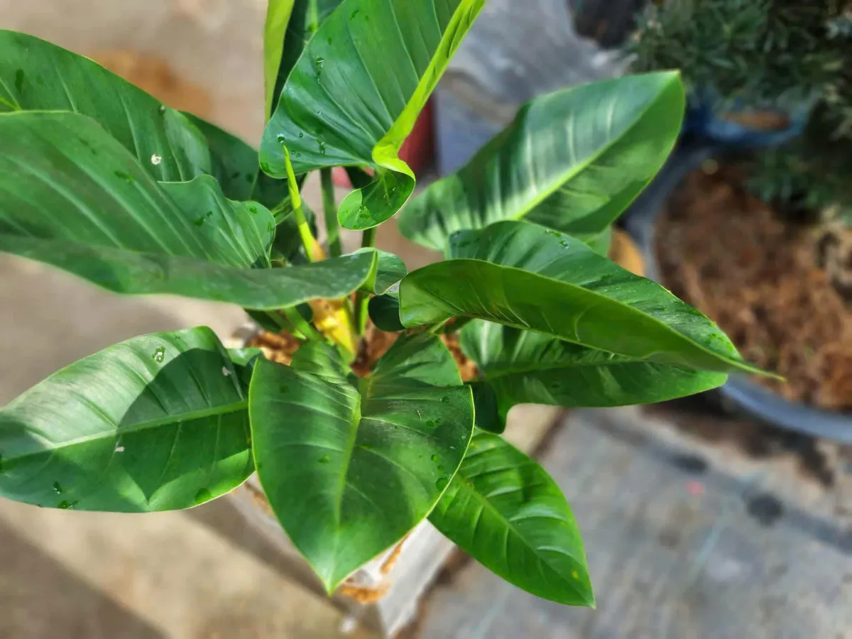 Thị trường hoa cho ngày 20/11 ghi nhận nhiều thay đổi- Ảnh 9.