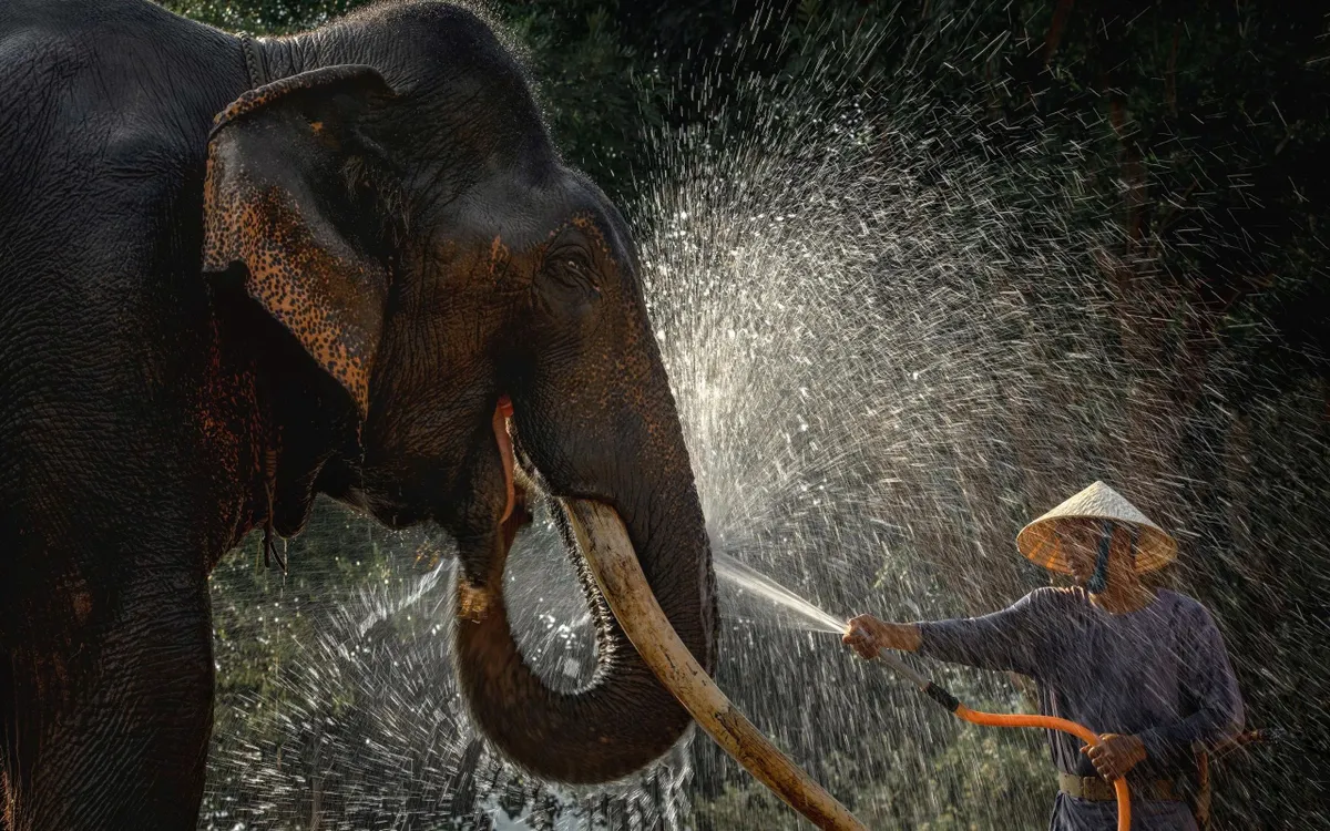 Về miền đất huyền thoại nghe kể chuyện loài voi.