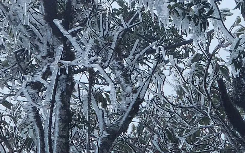 Băng giá trên đỉnh Phu Sa Phìn ở Lào Cai, sáng 19/11. 