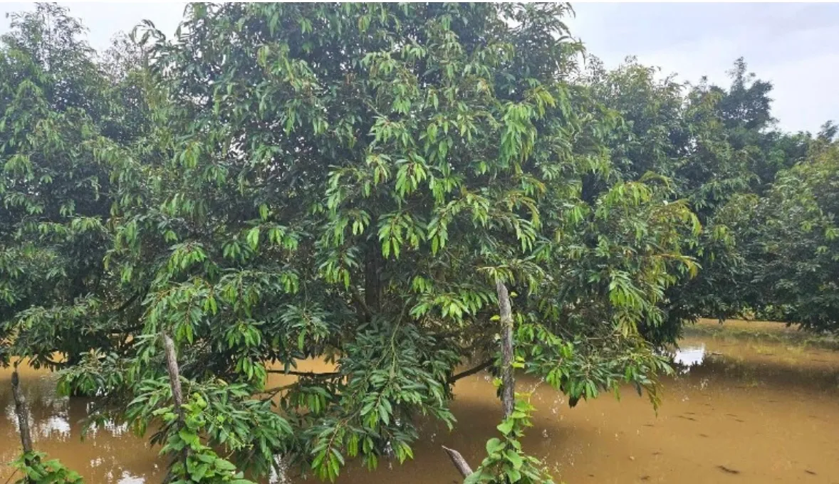 Thủy điện Đồng Nai 5 xả lũ, hàng trăm hộ dân Đak Lua bị ảnh hưởng - Ảnh 2.