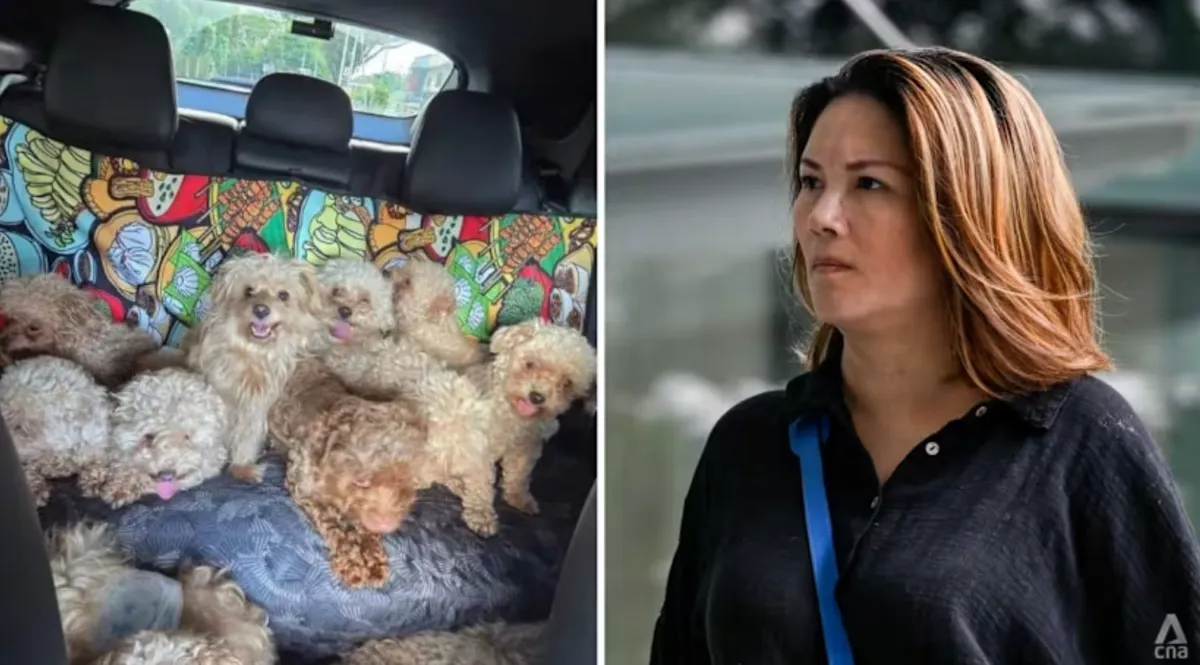 Người phụ nữ Singapore bị phạt hơn 400 triệu đồng vì nuôi 79 con chó trong căn hộ- Ảnh 1.