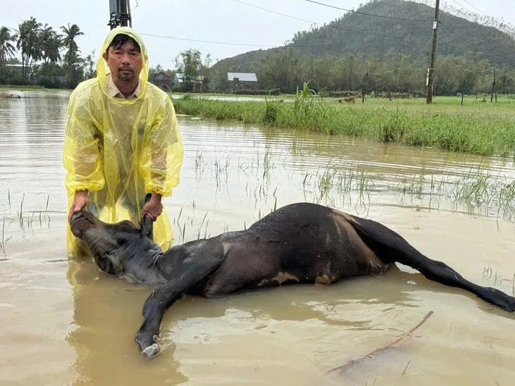 Đắk Lắk: Gia súc thiệt hại hàng loạt sau lũ lớn - Ảnh 1.