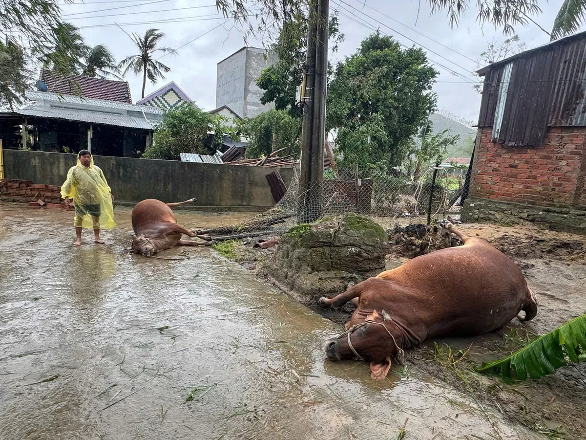 Đắk Lắk: Gia súc thiệt hại hàng loạt sau lũ lớn - Ảnh 2.