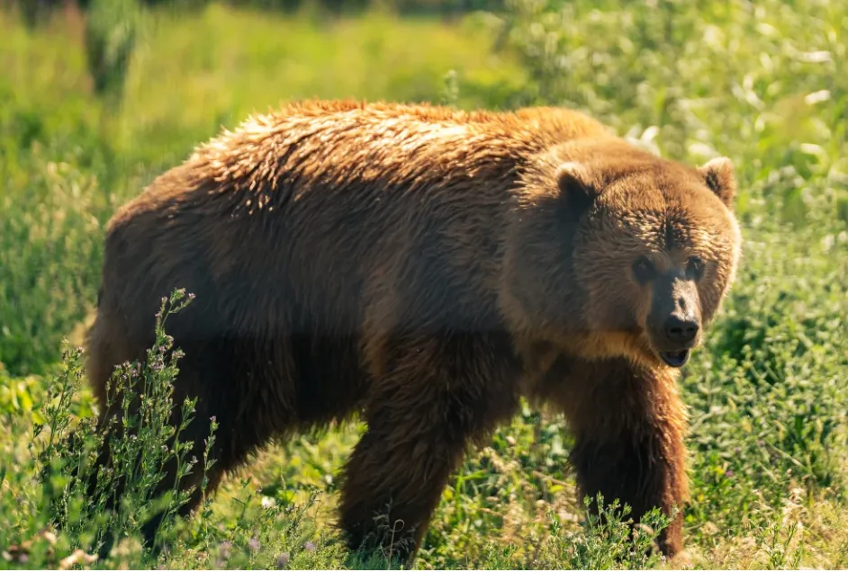 Gấu tấn công học sinh và giáo viên ở Canada, 11 người bị thương- Ảnh 1.