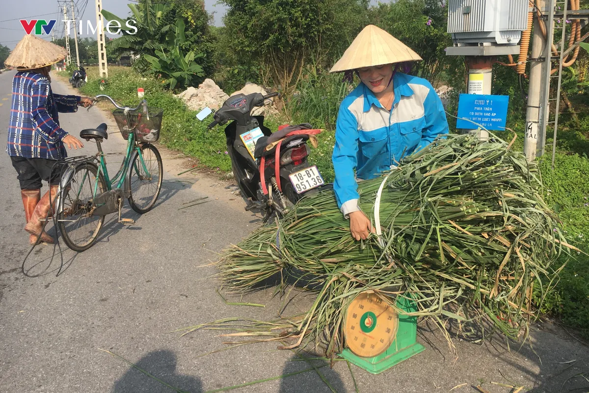 Người dân Ninh Bình tất bật thu hoạch củ niễng - loại đặc sản có giá trị kinh tế cao - Ảnh 5.