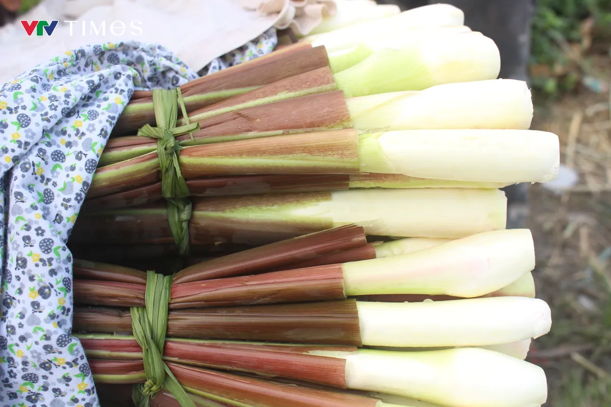 Người dân Ninh Bình tất bật thu hoạch củ niễng - loại đặc sản có giá trị kinh tế cao - Ảnh 4.