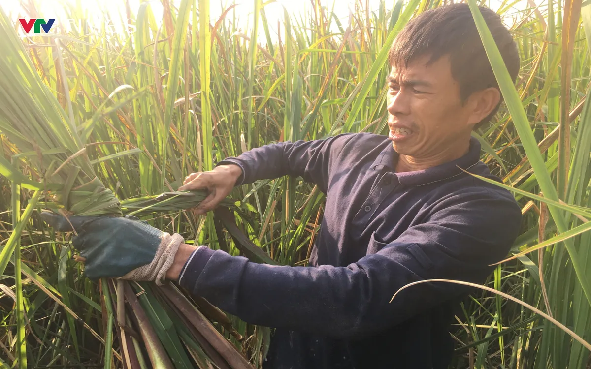 Người dân phường Hồng Quang tất bật thu hoạch củ niễng. Ảnh: Mai Chiến