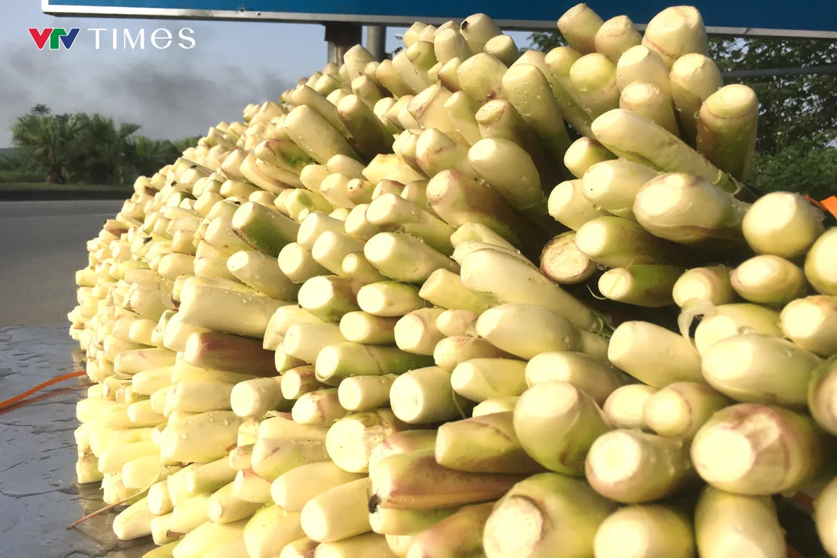 Người dân Ninh Bình tất bật thu hoạch củ niễng - loại đặc sản có giá trị kinh tế cao - Ảnh 3.