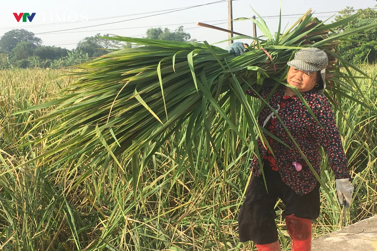 Người dân Ninh Bình tất bật thu hoạch củ niễng - loại đặc sản có giá trị kinh tế cao - Ảnh 1.