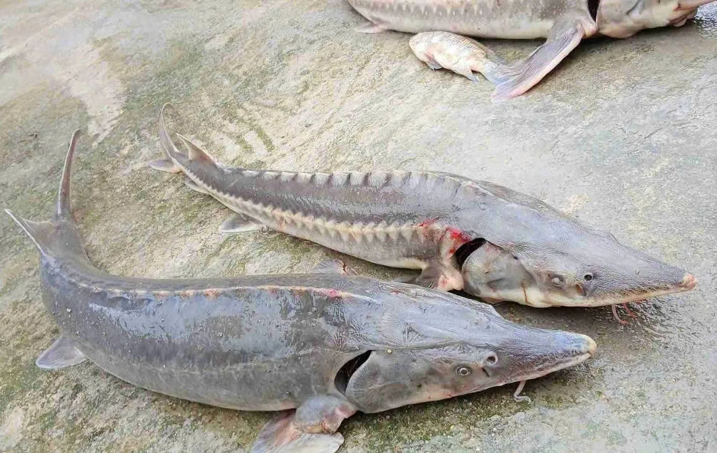 Lâm Đồng: Lũ cuốn trôi hàng chục con bò, hư hại nhiều lồng bè cá tầm trên sông Krông Nô - Ảnh 2.