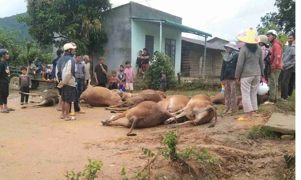 Lâm Đồng: Lũ cuốn trôi hàng chục con bò, hư hại nhiều lồng bè cá tầm trên sông Krông Nô - Ảnh 1.