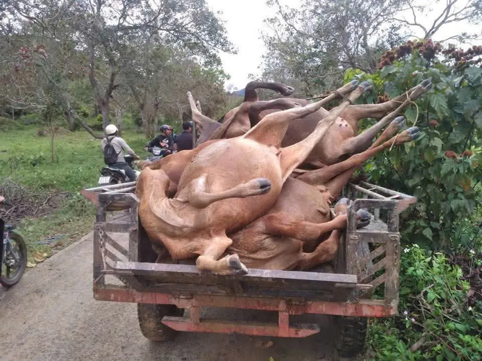 Lâm Đồng: Lũ cuốn trôi hàng chục con bò, hư hại nhiều lồng bè cá tầm trên sông Krông Nô - Ảnh 3.