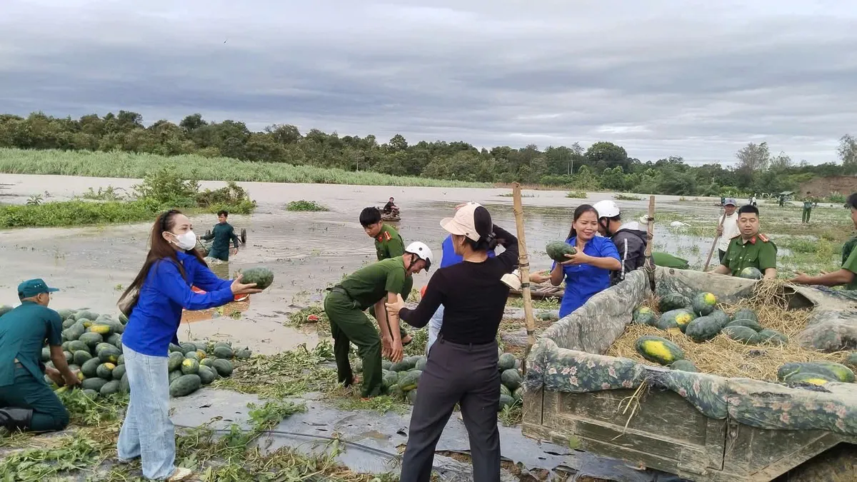 Đắk Lắk: Bộ đội, Công an hỗ trợ người dân thu hoạch nông sản - Ảnh 2.