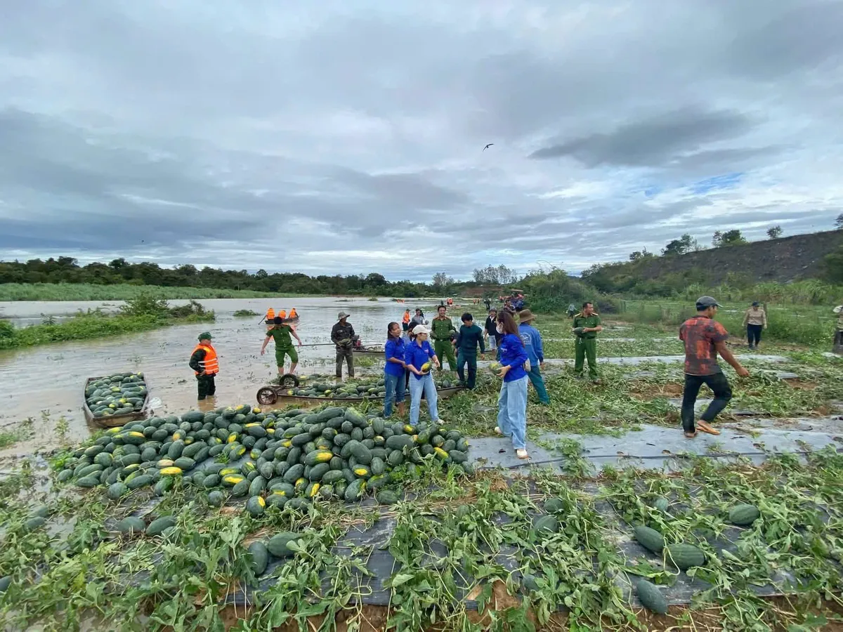 Đắk Lắk: Bộ đội, Công an hỗ trợ người dân thu hoạch nông sản - Ảnh 1.