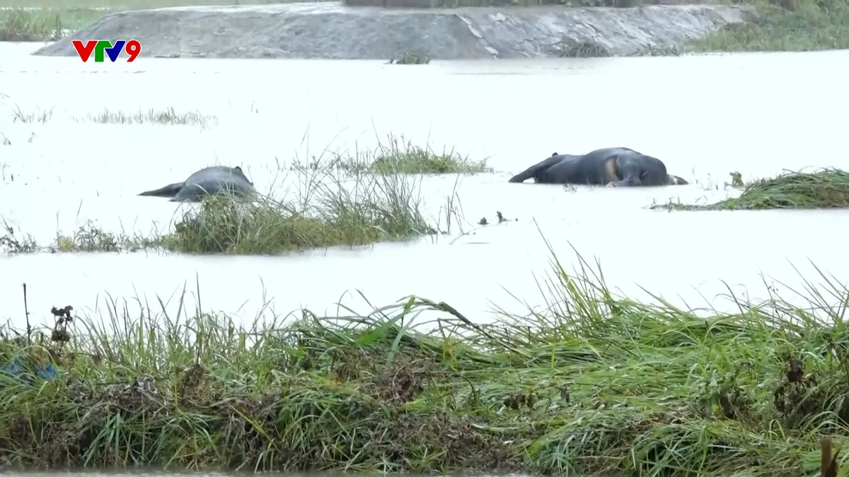 pnhn-2311-1 trâu chết.jpg