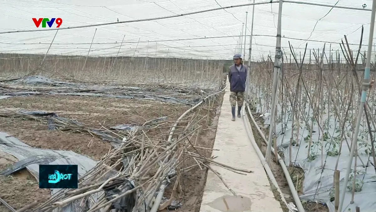 Tan hoang vùng rau Lâm Đồng