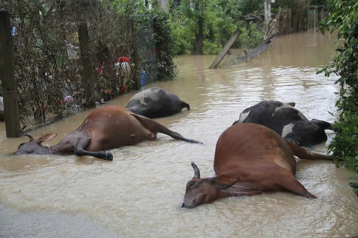 Đắk Lắk: Đắk Lắk tổng lực vệ sinh môi trường, ngăn dịch bệnh bùng phát sau bão lũ - Ảnh 1.