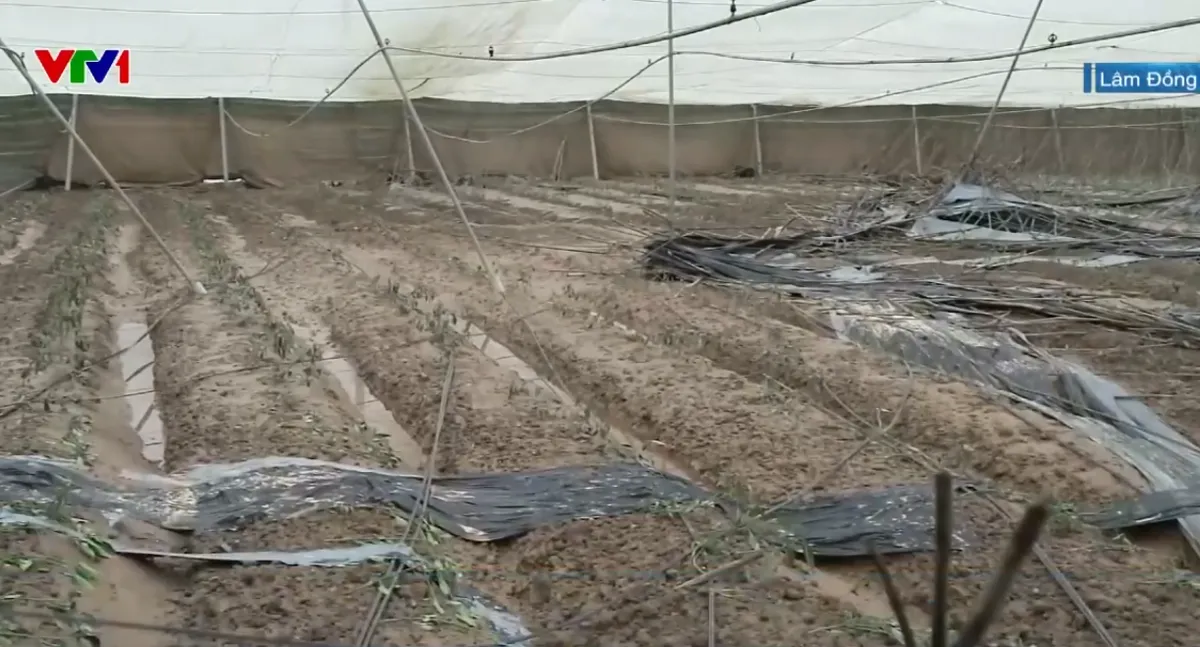 Hàng nghìn ha rau, hoa màu ở Lâm Đồng hư hỏng, nhà kính đổ sập sau mưa lũ - Ảnh 2.