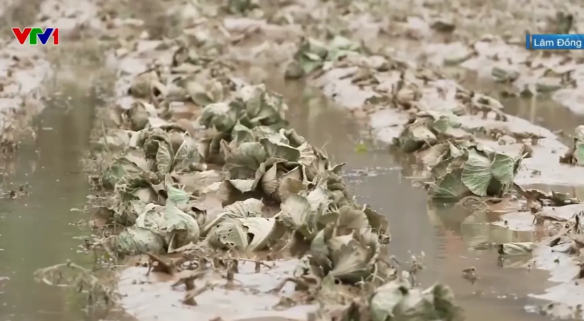 Hàng nghìn ha rau, hoa màu ở Lâm Đồng hư hỏng, nhà kính đổ sập sau mưa lũ - Ảnh 1.