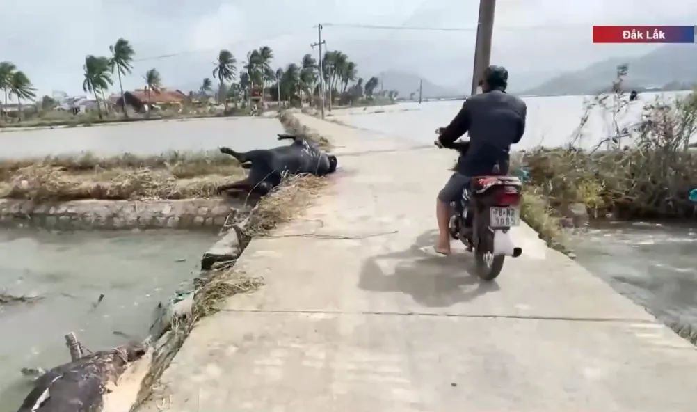 Đắk Lắk cấp bách xử lý môi trường sau lũ - Ảnh 1.