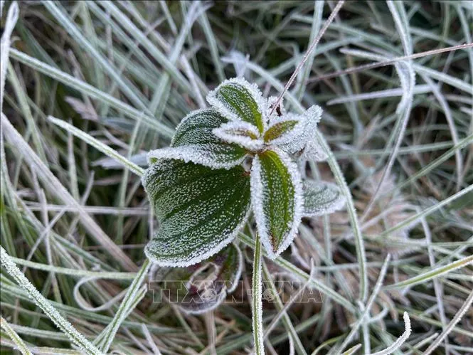  Sương muối, băng tuyết xuất hiện ở nhiều khu vực v&ugrave;ng cao L&agrave;o Cai - Ảnh 1.