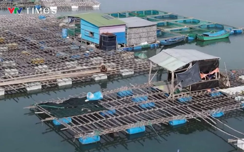 Hộ nuôi chủ động thu hoạch thủy sản trước bão.