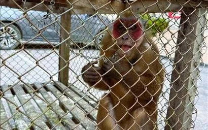 Khỉ mặt đỏ là động vật nguy cấp, quý, hiếm thuộc nhóm IIB, có tên trong Sách đỏ Việt Nam và được thống kê trong Sách đỏ của Liên minh quốc tế Bảo tồn thiên nhiên và tài nguyên thiên nhiên (IUCN) 1997. Ảnh: TTXVN phát
