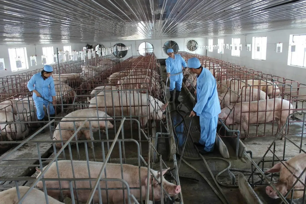 Ninh B&igrave;nh quyết liệt ngăn chặn dịch tả lợn Ch&acirc;u Phi t&aacute;i b&ugrave;ng ph&aacute;t - Ảnh 4.