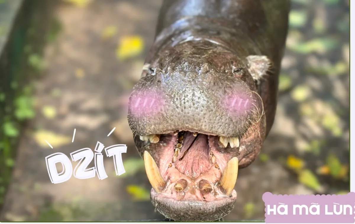 Thảo Cầm Viên Sài Gòn ra mắt bộ lịch “Yêu thương đong đầy” sẻ chia cùng đồng bào vùng lũ- Ảnh 2.