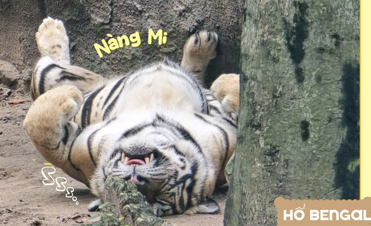 Thảo Cầm Viên Sài Gòn ra mắt bộ lịch “Yêu thương đong đầy” sẻ chia cùng đồng bào vùng lũ- Ảnh 6.