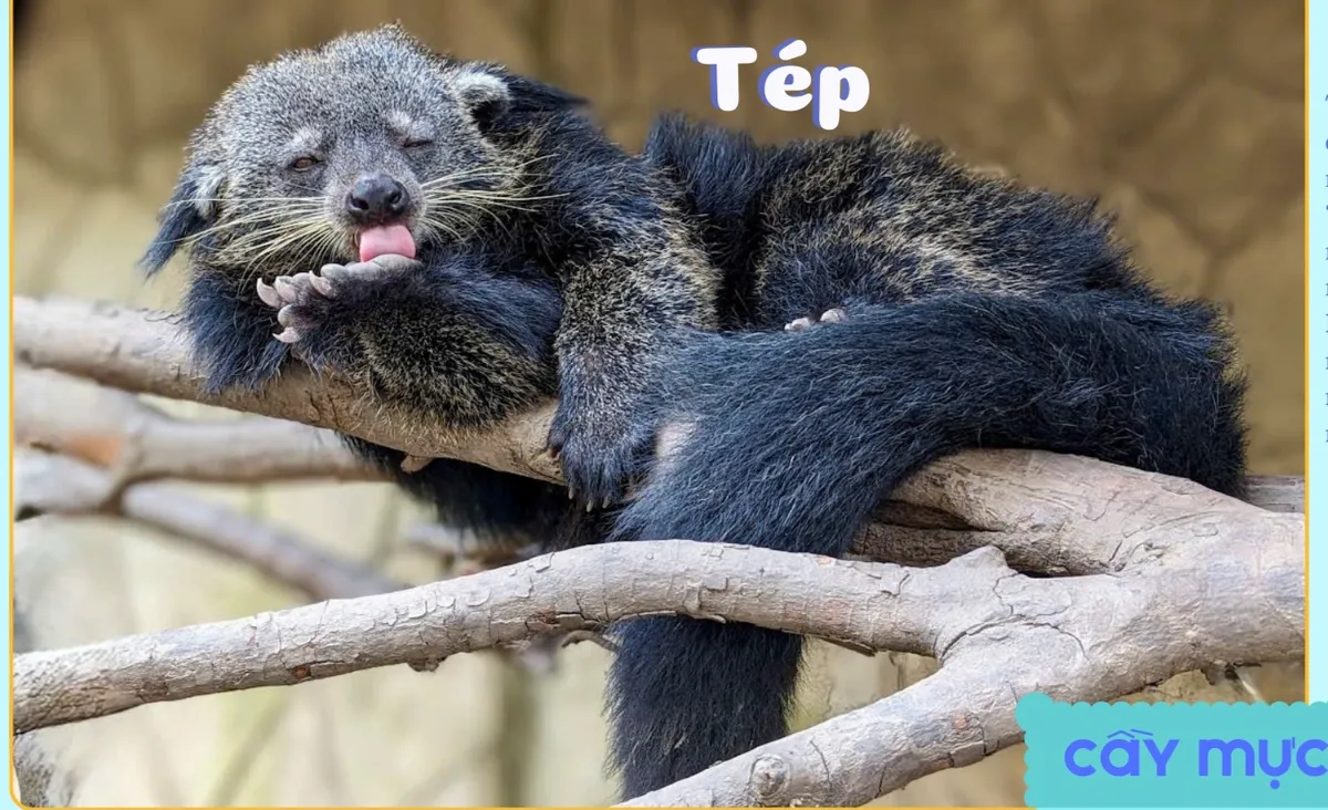 Thảo Cầm Viên Sài Gòn ra mắt bộ lịch “Yêu thương đong đầy” sẻ chia cùng đồng bào vùng lũ- Ảnh 3.