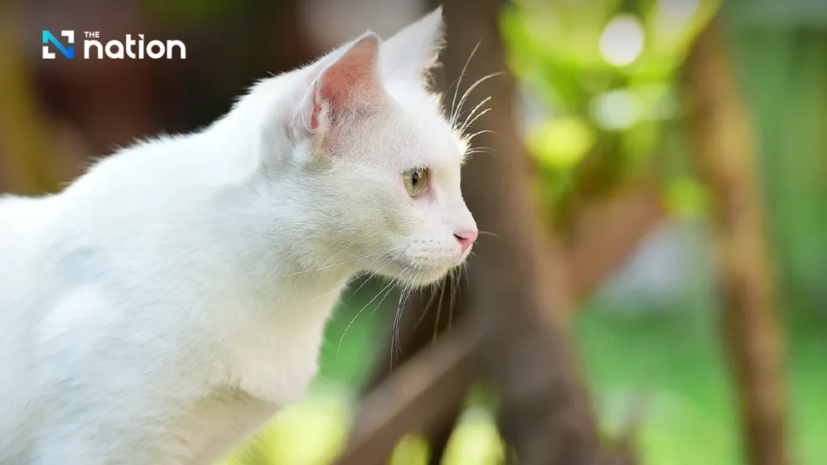 Thái Lan công nhận mèo Thái là một phần bản sắc quốc gia- Ảnh 1.