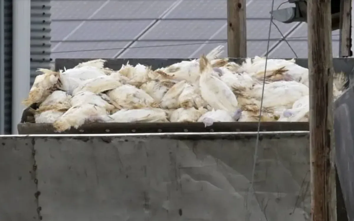 Cảnh báo cúm gia cầm có thể gây ra đại dịch nghiêm trọng hơn COVID-19 - Ảnh 1.